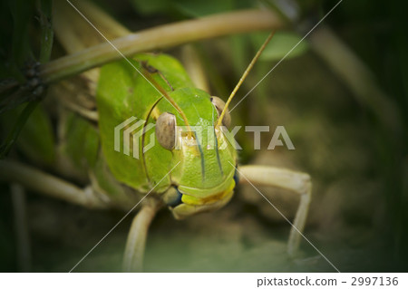 幼蟲潛伏在灌木叢中 幼蟲潛伏在灌木叢中 2997136