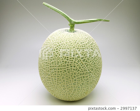cantaloupe cantaloupe 2997137