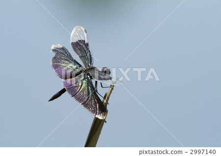 蝴蝶蜻蜓 2997140