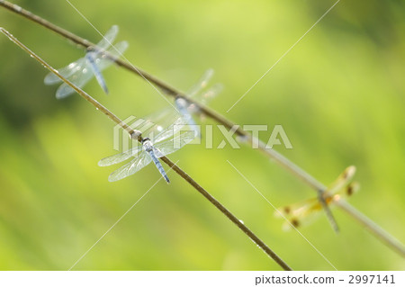 蜻蜓的天堂 2997141