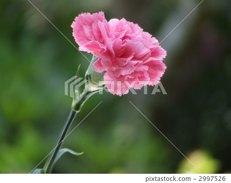 pink carnation 2997526