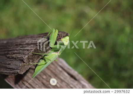 白尾螳螂 2997632