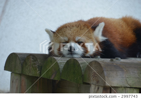 terrestrial animal, red panda, Ailurus 2997743