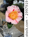 Camellia 2997919