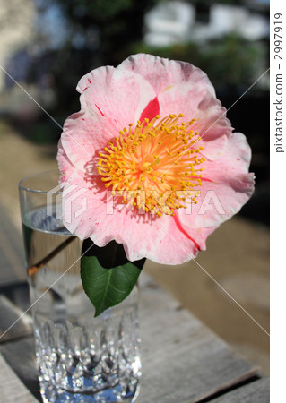 茶花 茶花 2997919
