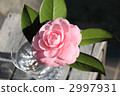 Camellia 2997931