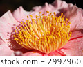 Camellia 2997960