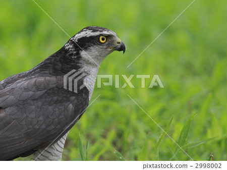 goshawk, northern goshawk, wild bird 2998002