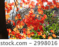 Autumn leaves 2998016