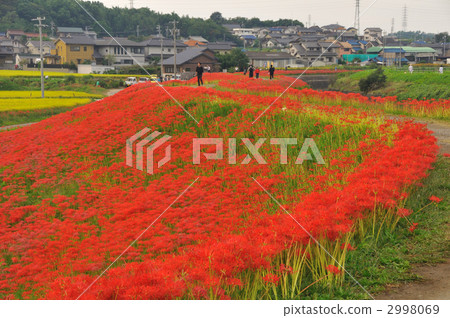 Higambuna in the fairy tale village 2998069