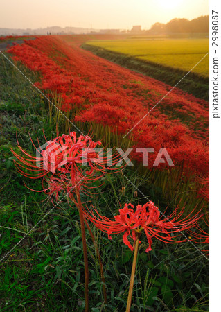 Higambuna in the fairy tale village 2998087