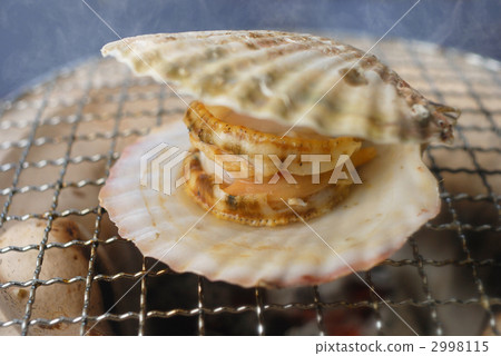  Scallop 2998115