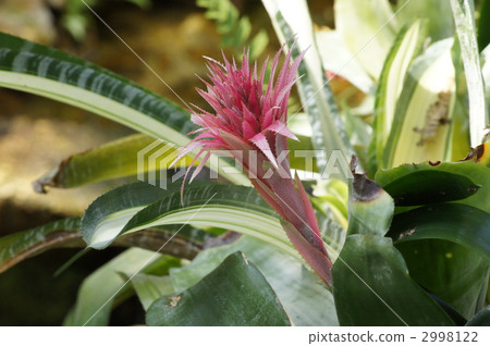 Shima Coral Ananas Shima Coral Ananas 2998122