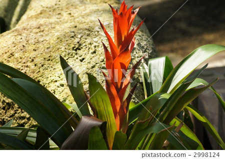 Guszania Magnifica Guszania Magnifica 2998124