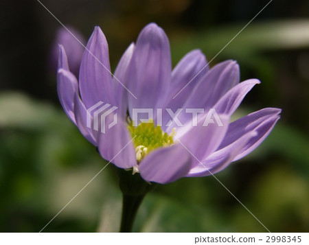 翠菊 紫色的花 2998345