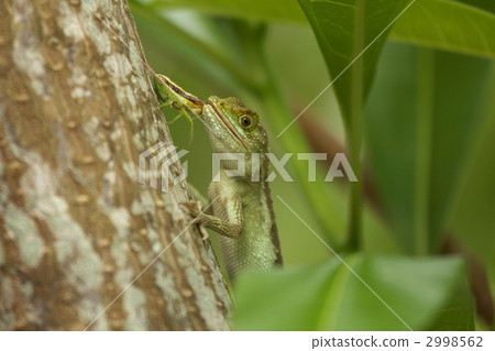 Kinohoritokage prey scene b 2998562