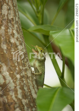 Kinohoritokage prey scene d 2998573
