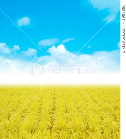 rice crop, paddy, ear of rice 2998886