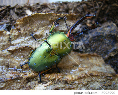 Papua Kiniro Stag beetle Papua Kiniro Stag beetle 2998990