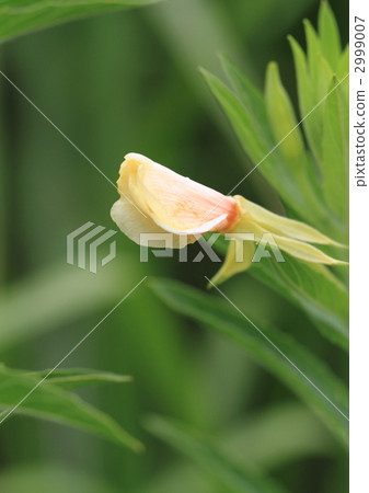 Flower of eagles 2999007