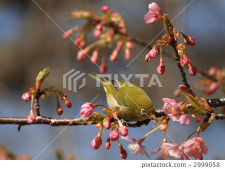 white-eye, white eye, cherry blossom 2999058