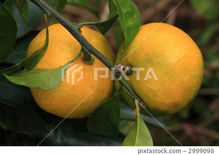 mandarin orange, mikan, fruit 2999098