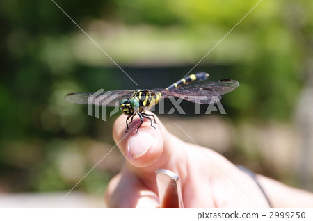 "Onagasanae" caught in a finger 2999250