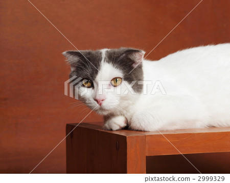 Cat (Scottish Fold) Cat (Scottish Fold) 2999329