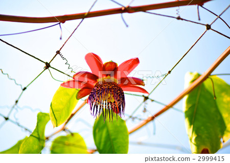 Image of tropical country Unusual passion fruit flower 2999415
