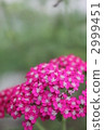 蓍草 菊科植物 紫菀科的 2999451