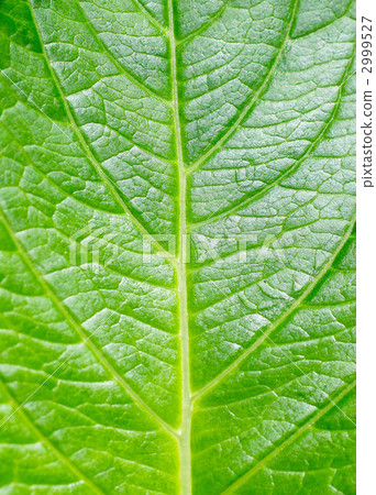 綠葉 嫩葉 全部面積 2999527