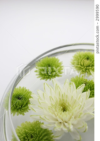 菊花 2999590