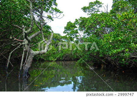 Fukutogawa河（石垣島/沖繩縣）的紅樹林 2999747