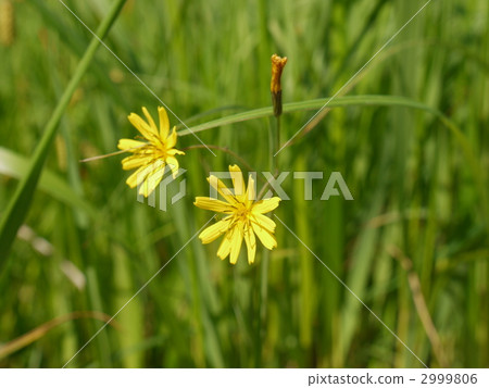 Oze Hananigana 2999806