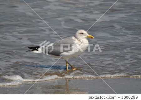 海鷗 鷗 鳥兒 3000299