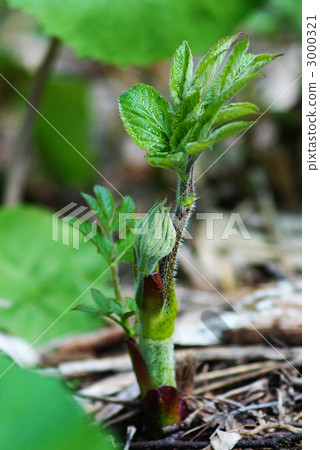 日本甘松 野菜 休閒活動 3000321