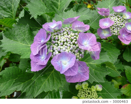 Crown of Europe Crown of Europe 3000463