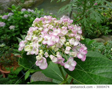  hydrangea 3000474