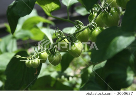 迷你番茄001 迷你番茄001 3000627