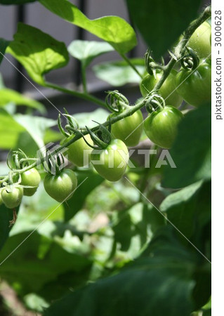 迷你番茄002 迷你番茄002 3000628