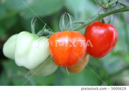 迷你番茄003 迷你番茄003 3000629