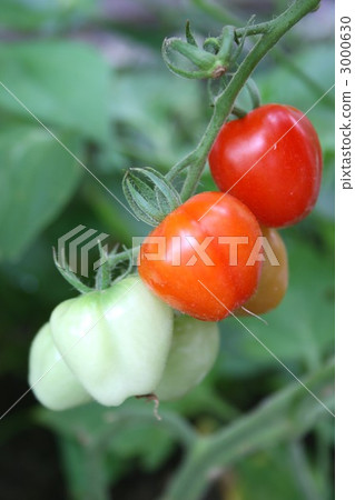 Mini Tomato 004 3000630