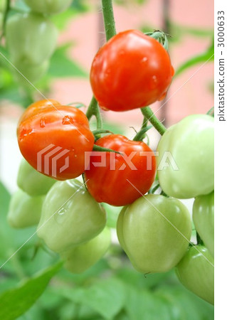 迷你番茄006 3000633