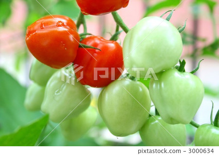 迷你番茄007 3000634