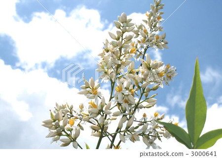 南滕001花 3000641