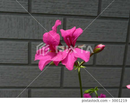 Ivey geranium 3001219