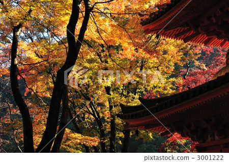 前田寺秋葉 前田寺秋葉 3001222