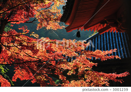 前田寺秋葉 前田寺秋葉 3001239