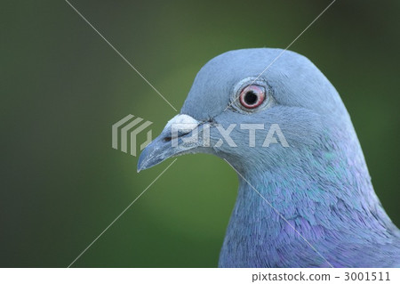 rock dove, rock pigeon, dove 3001511
