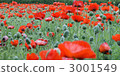 flower garden, flower field, poppy 3001549